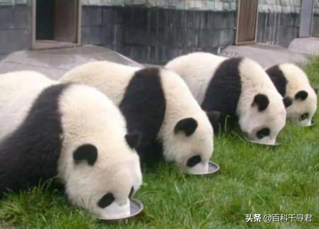 大熊猫伤人事件视频,从古至今有大熊猫伤人的事件吗