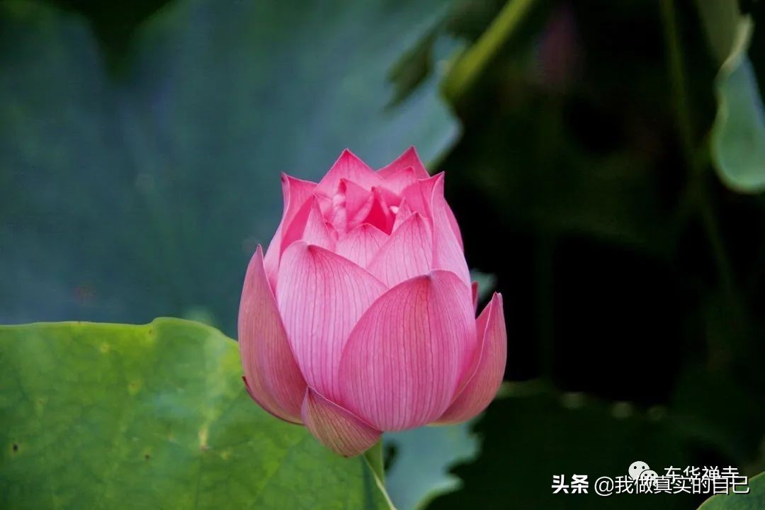 知足不辱知止不殆可以长久释义,知足不辱知止不殆可以长久何解