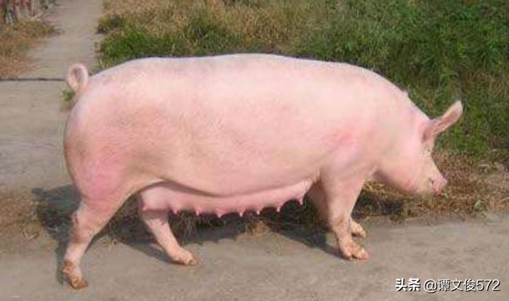 母猪怀孕的正确处理方法,母猪怀孕100天了乳腺发育不好咋办