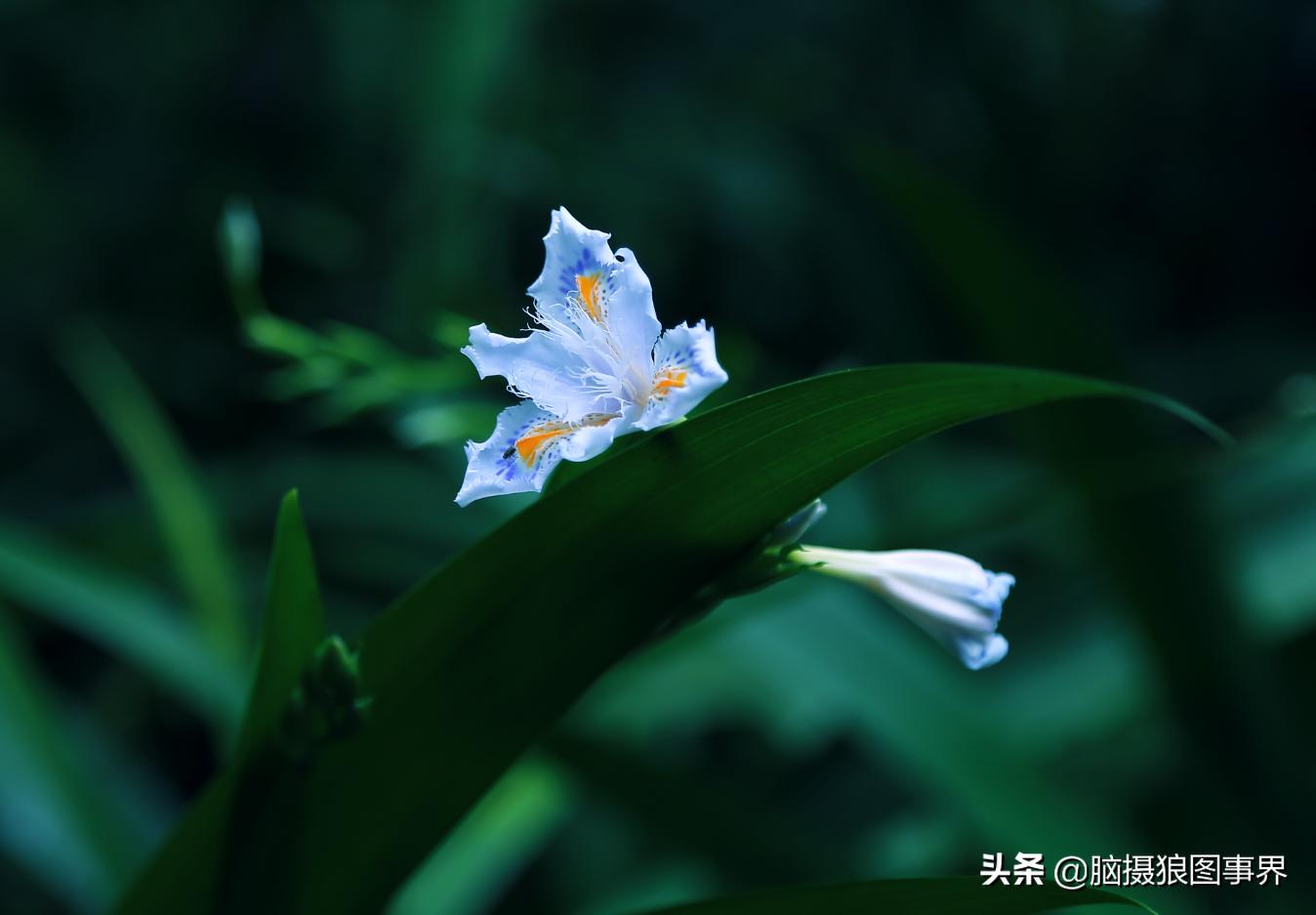 春天拍摄的绿叶怎么拍,春天的花朵怎么拍摄照片