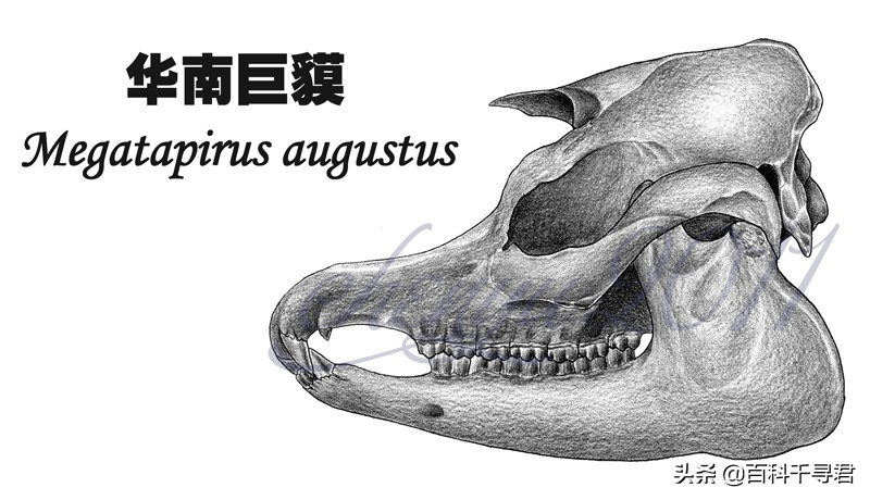 这种长着象鼻子,形似大肥猪的奇特动物,历史上曾在我国广泛分布