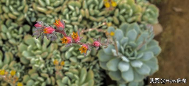 初夏已经到来,初夏已来临了