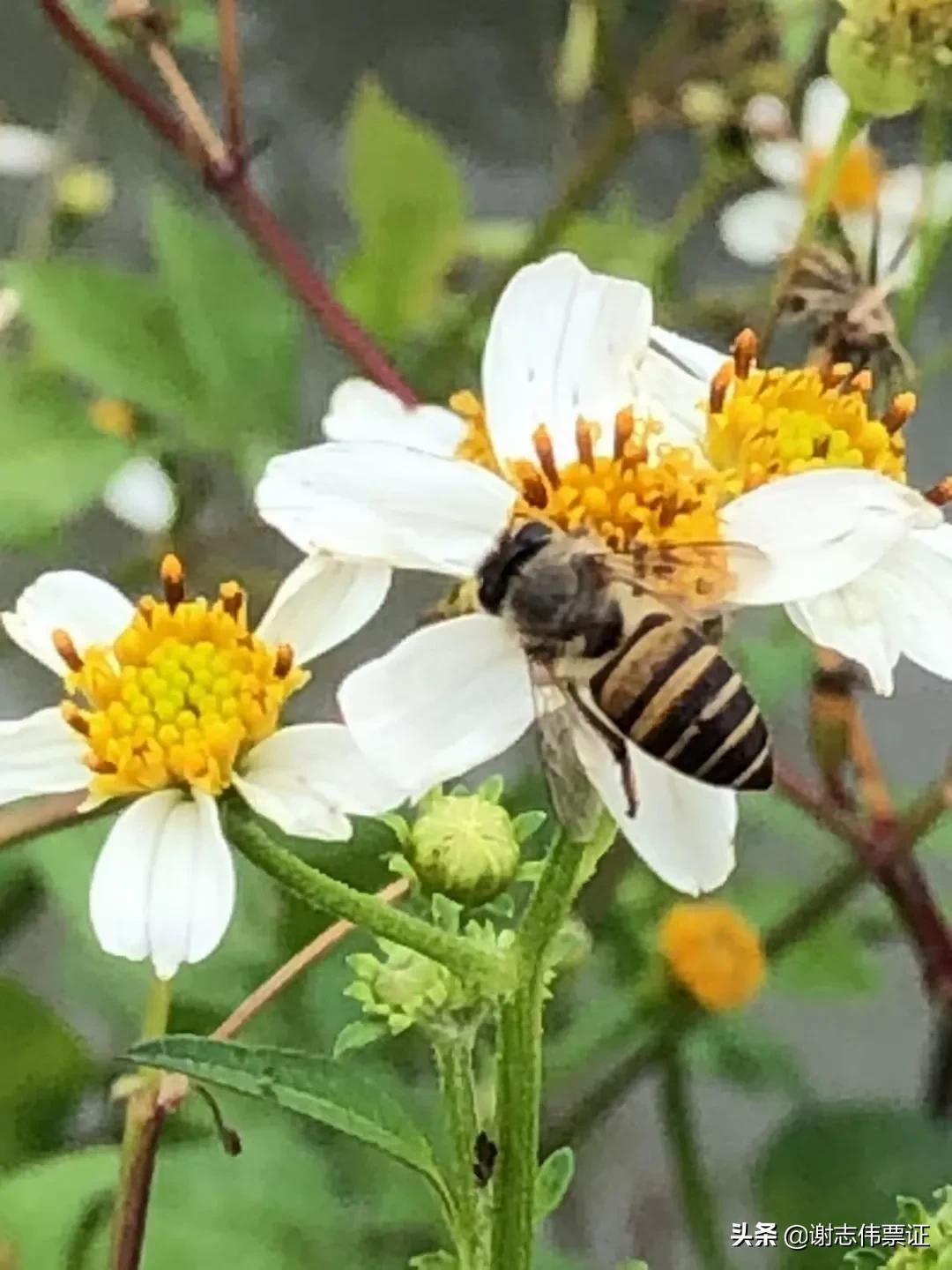 海南风光美（035）蜜蜂采蜜为谁忙？
