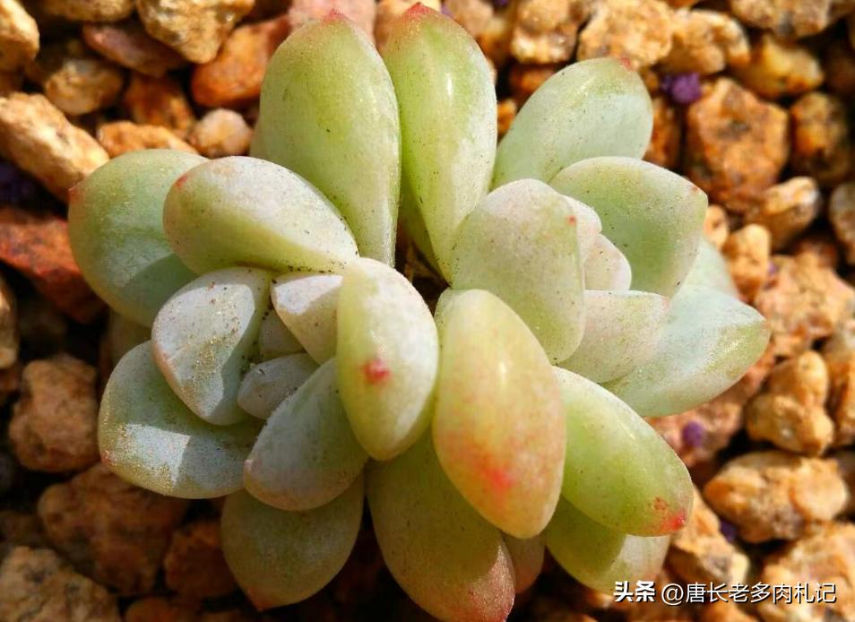 叶插的多肉长得和母本一样吗,叶插多肉要多大才干掉母叶