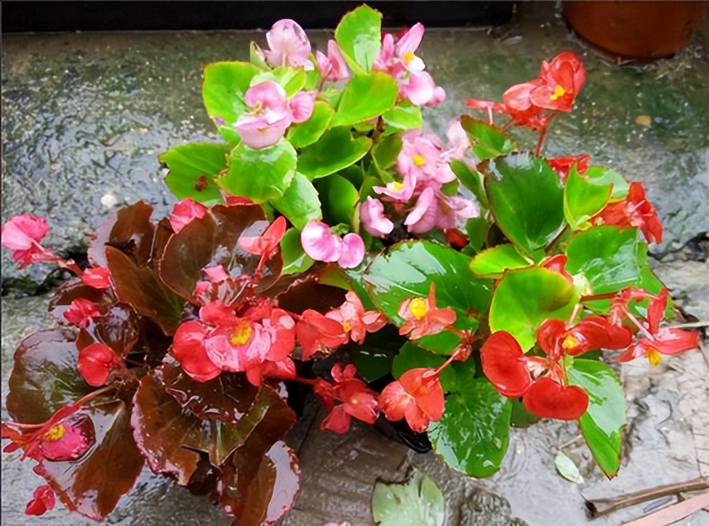 四季海棠是四季有花吗,四季海棠花哪些品种开花早