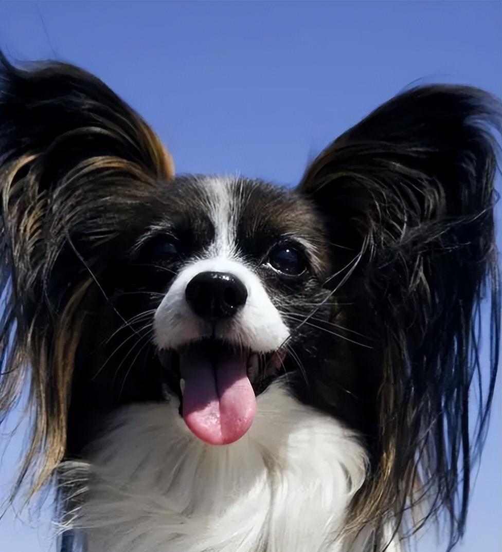 女子与狗狗共享生活，医院检查揭示令人惊讶的结果