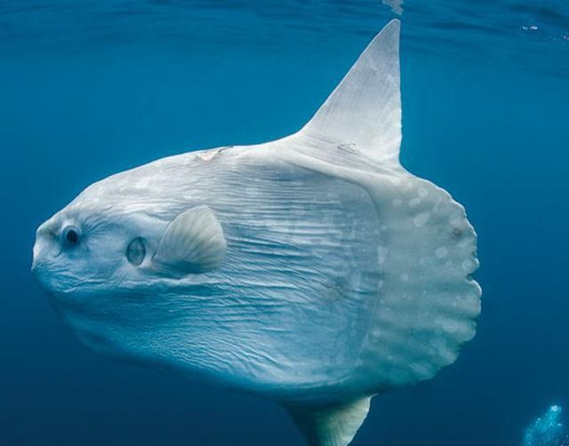 最常见的50种食用鱼吃法和价格,十种常用食用鱼类介绍