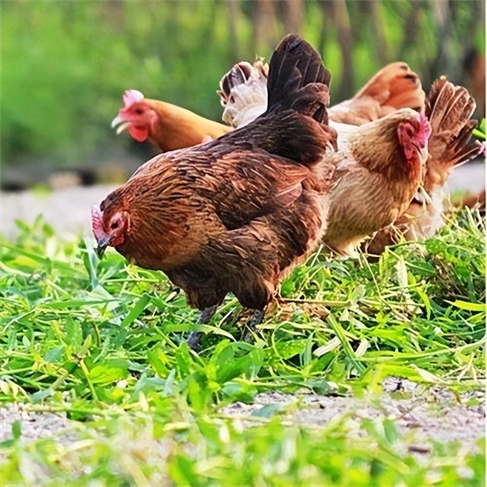 山坡养殖5000只鸡利润,自家果园散养上万只鸡