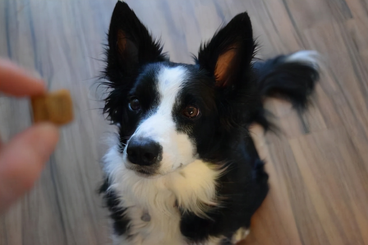 母狗有毛病怎么改,阿拉斯加母狗缺点