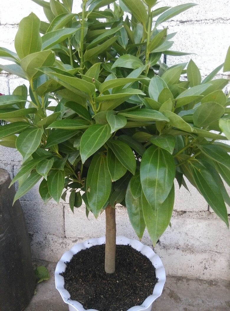 好运又吉利的花,夏季十大喜庆的花