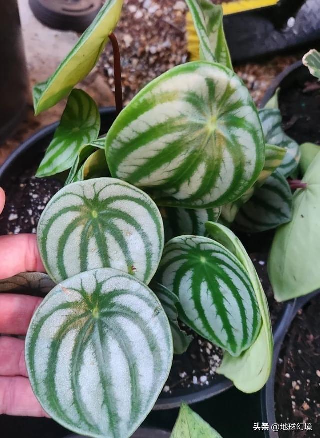 世界上最奇怪最大最恐怖的蛇图片,世界上十大恐怖诡异蛇