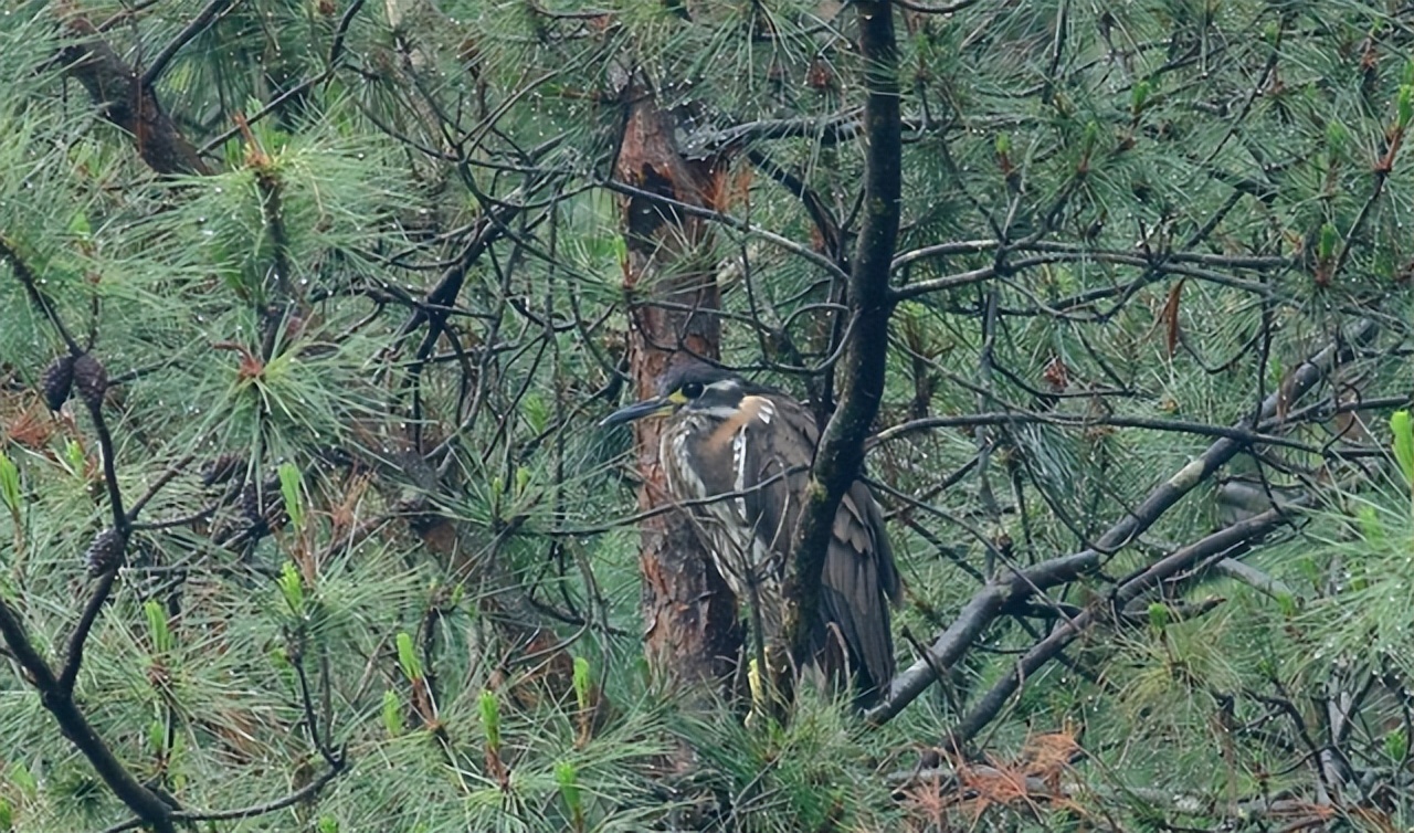 世界上最神秘的鸟海南鳽现身江西,海金沙广东连山发现海南虎斑鳽
