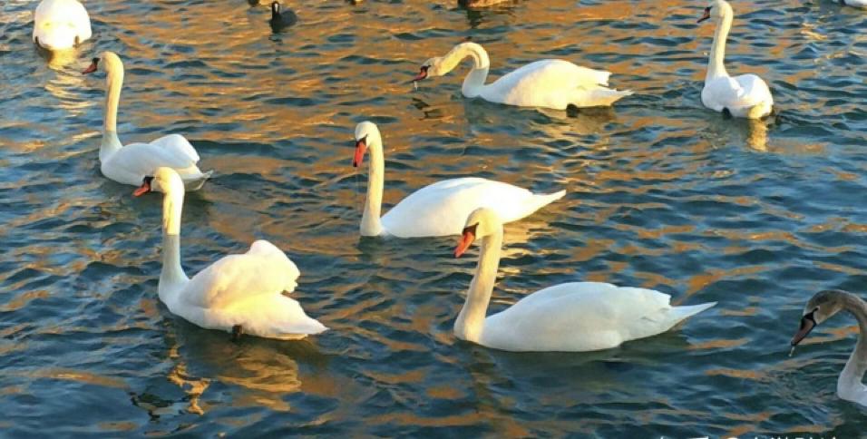 仿照咏鹅写一首咏鸡诗,为什么咏鹅是千古第一童诗