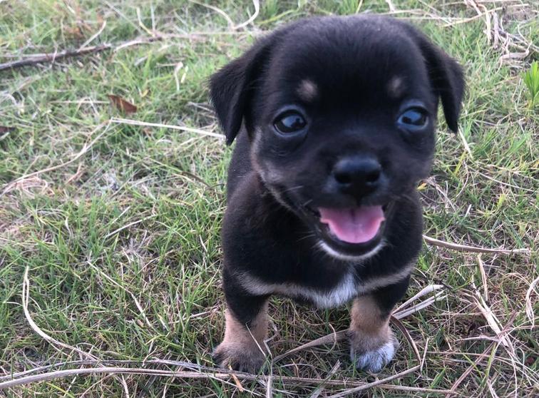 推荐几种狗不贵又好上手养就对了,建议穷人养的10种小巧便宜狗