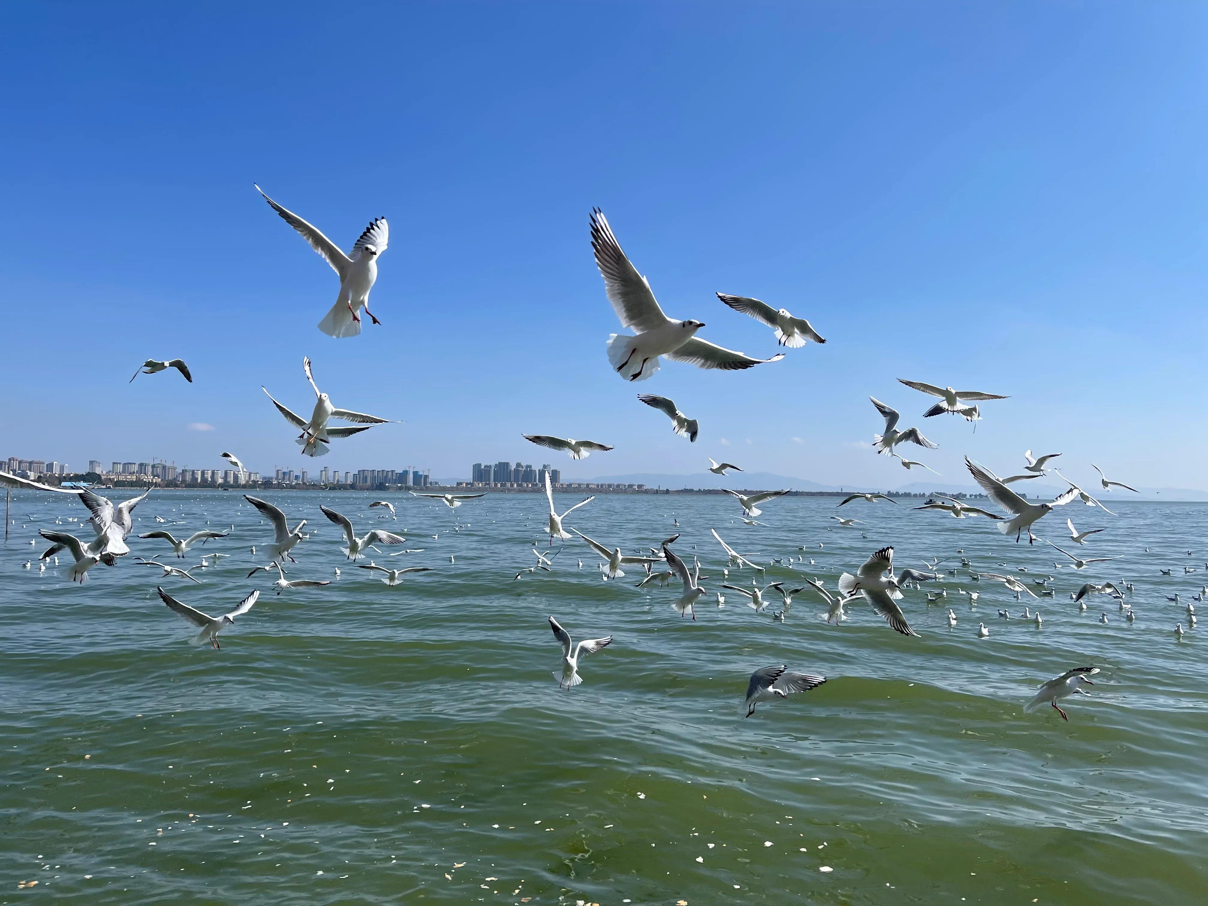 云南省比较适合旅居的城市是哪个,云南昆明气候条件