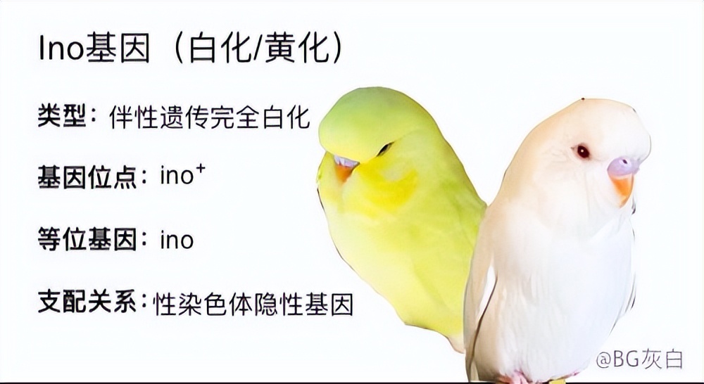 白化配黄化虎皮出什么色,白化和黄化虎皮鹦鹉能生育吗