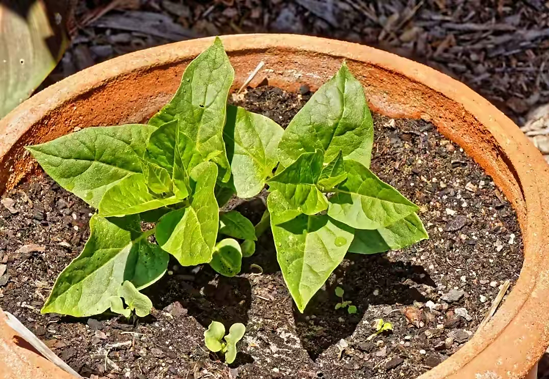 专为懒人养的5种花开花不断,4种不用花钱买的盆栽