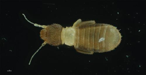 书虱小科普以及杀灭方法,书虱根除绝招