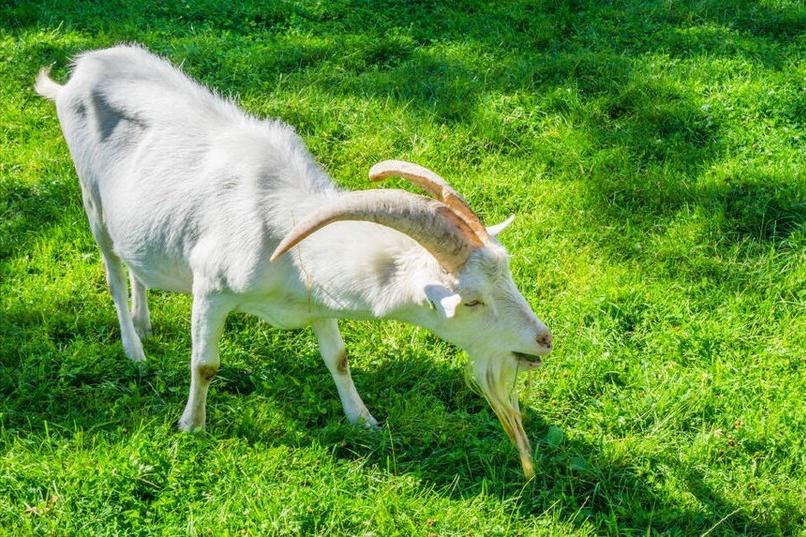 羊不吃草不反刍咬牙怎么回事,羊不吃草不喝水咋回事