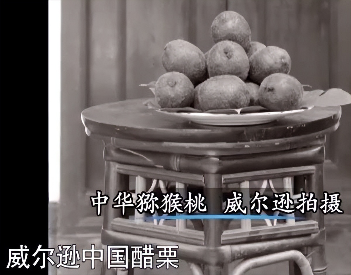 猕猴桃致富的秘密,中国进口的猕猴桃