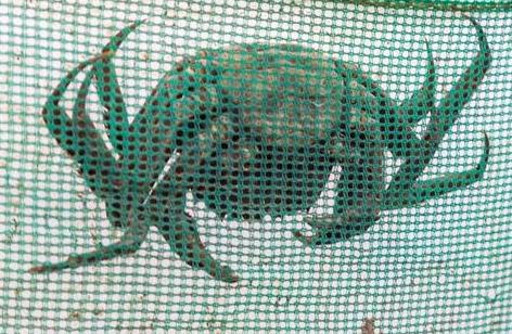 男子养殖螃蟹,男子养4个龙虾致富