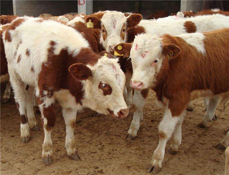 小牛出生后经常拉稀怎么回事,刚出生小牛突然拉稀怎么回事