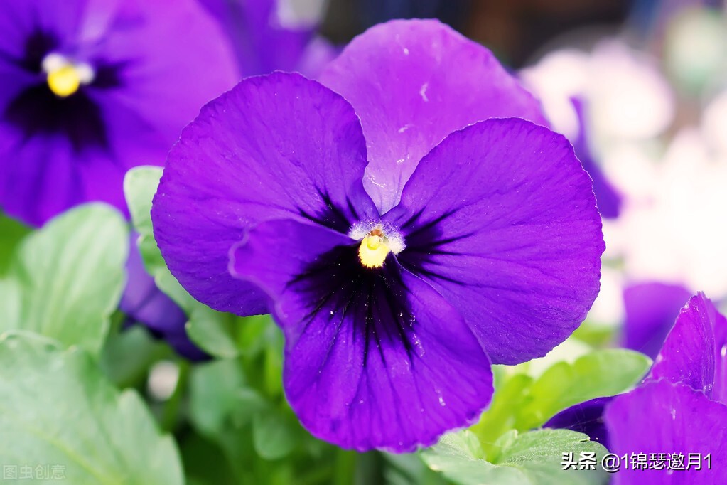 分享美图图片,紫罗兰花写实风图片