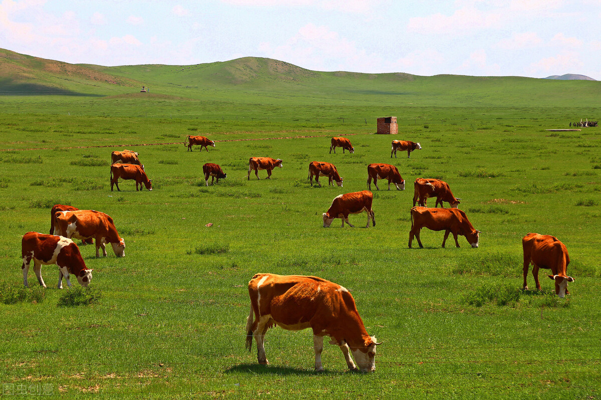 牛价行情牛肉,牛价格养牛最新行情