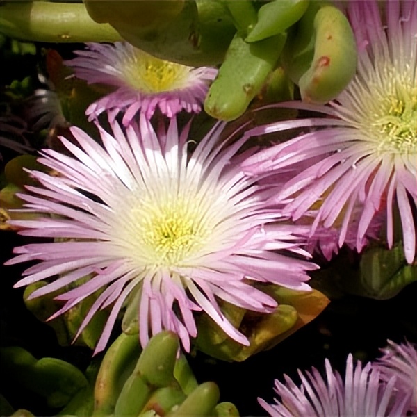 102个大类近500个多肉植物图片，都极其美丽，建议在家中也养一盆