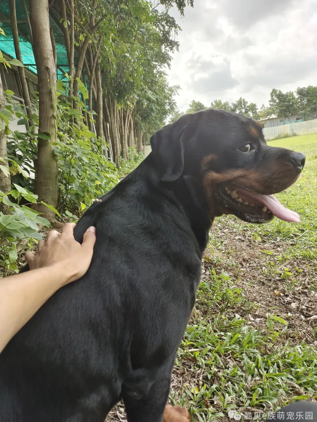 酷贝现在怎样了,你踩过坑吗测试