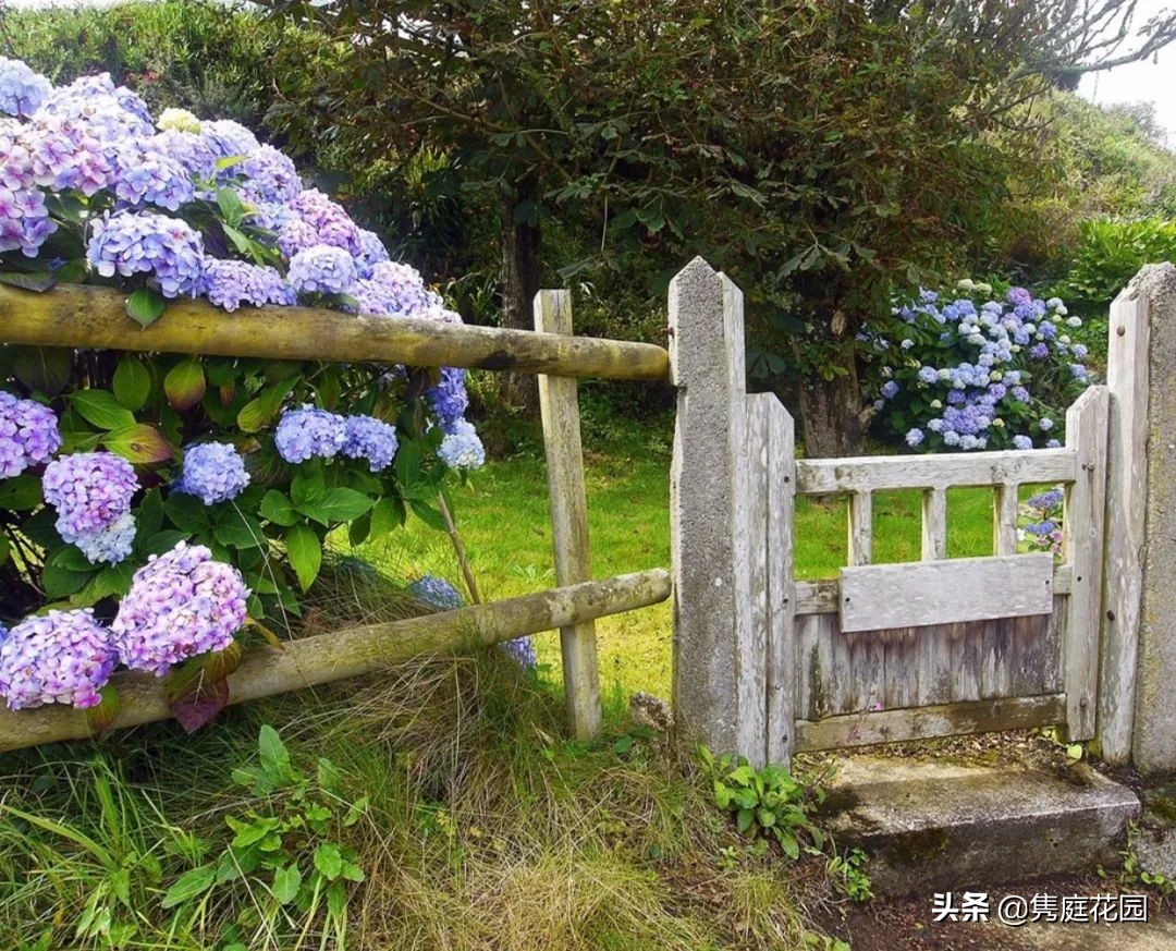 院子的生活才美好,一个装满生活气息的院子