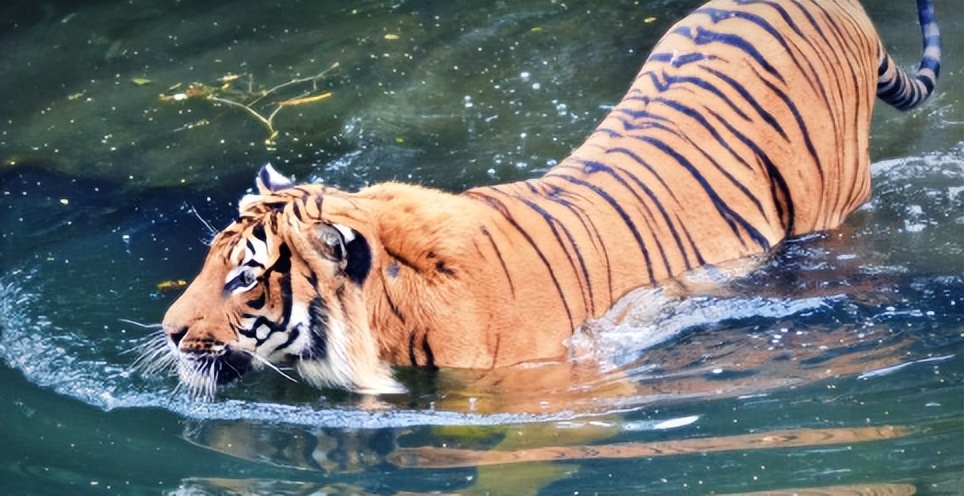 苏门答腊虎和猫科动物,猫科动物豹虎