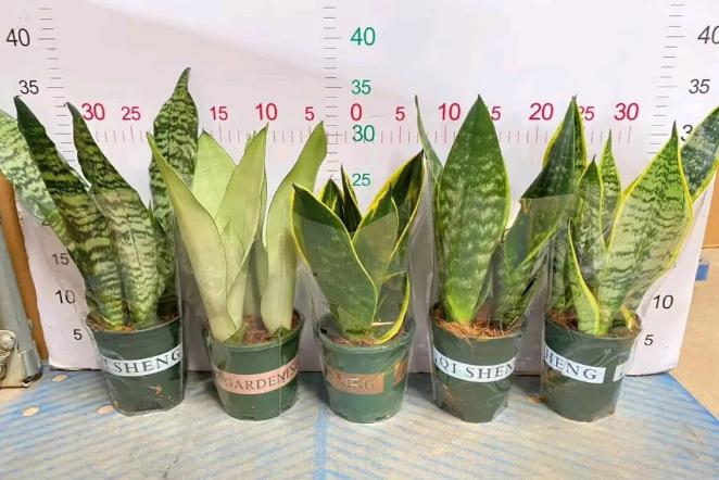 盆栽花卉的土壤变硬以后如何改变,养花小妙招盆栽土壤