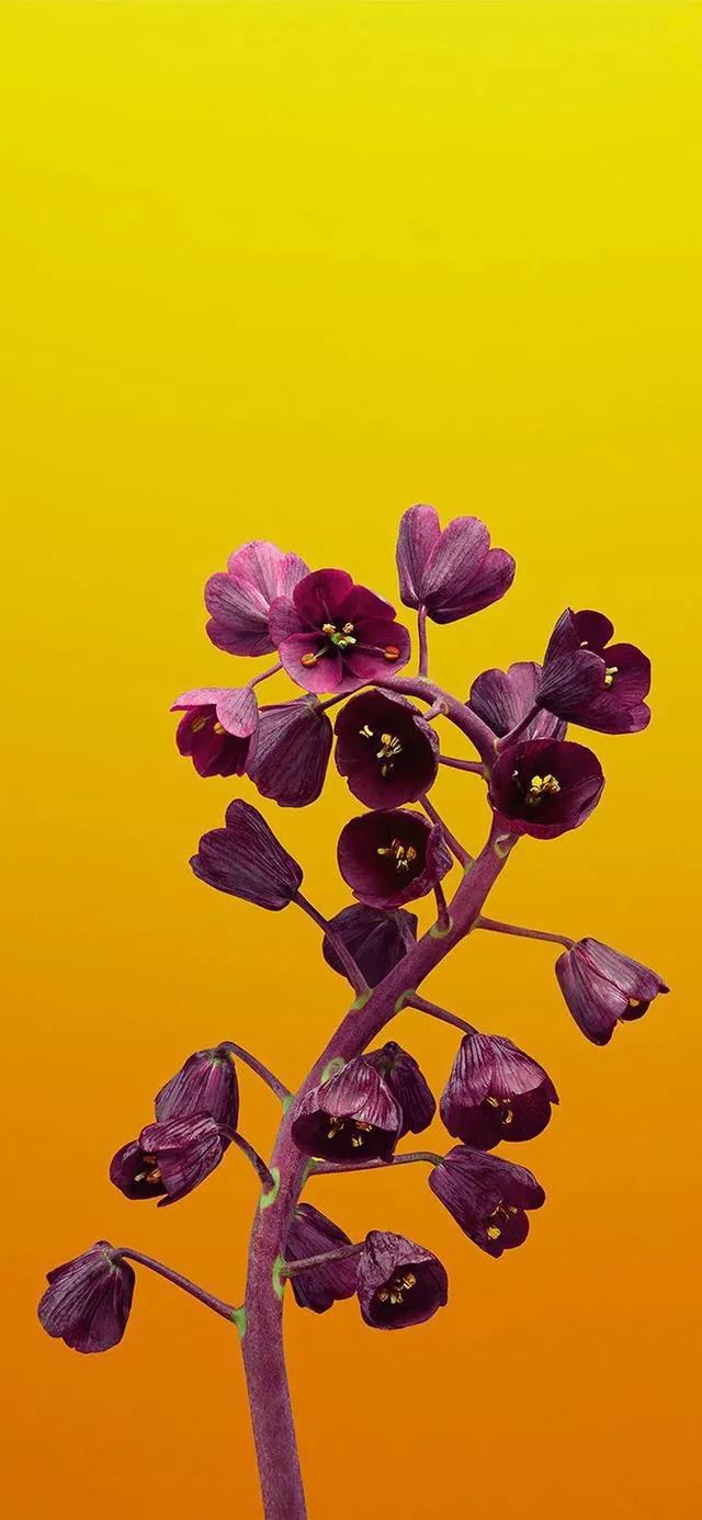 苹果手机到底有多大的魅力，能让一个男人省吃俭用的买苹果手机。