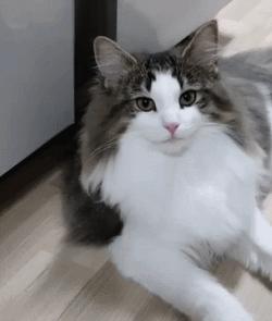 猫咪寿命吉尼斯纪录,寿命最长的猫咪品种排名