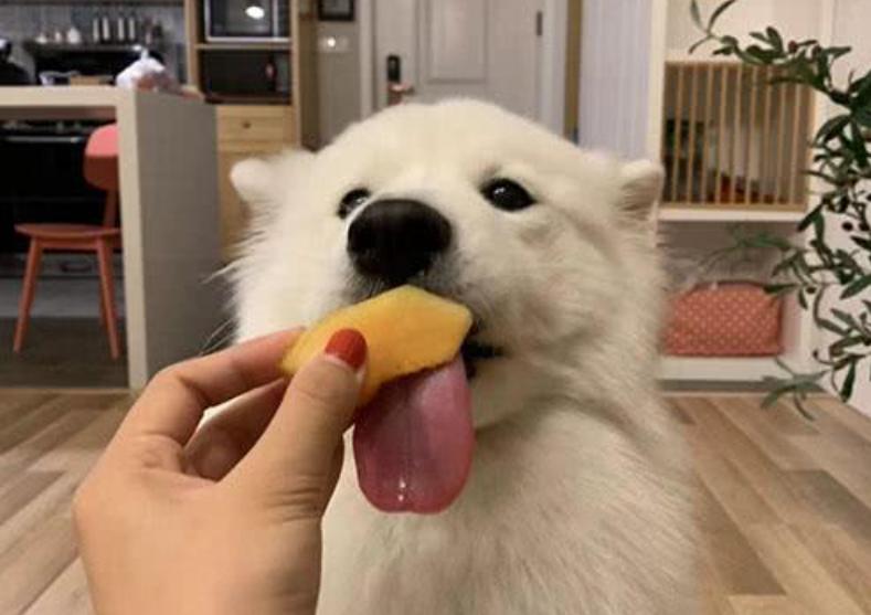 狗狗吃水果注意什么,夏天给狗狗吃什么能解暑