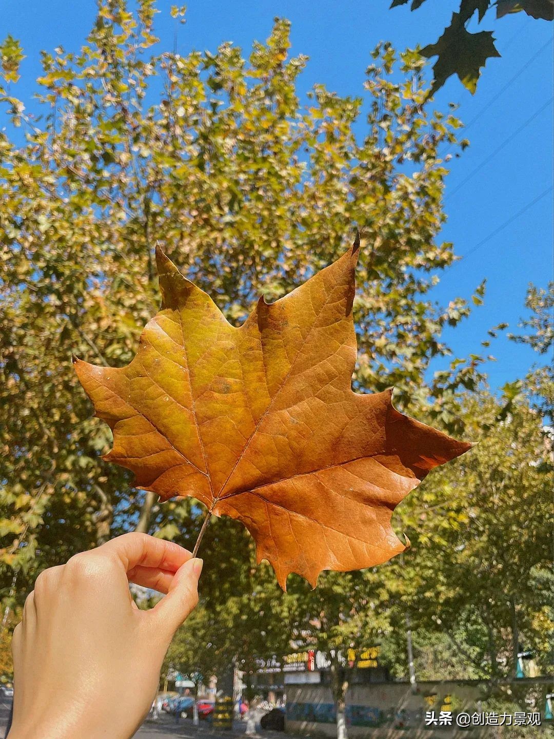 一花一草一世界原创花草,一花一草一世界赏花享受最好时光