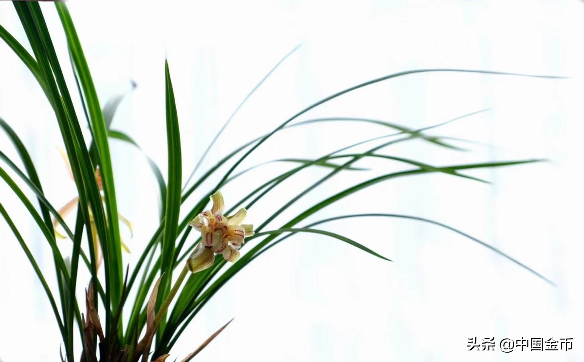 这些币火，“兰”都“兰”不住