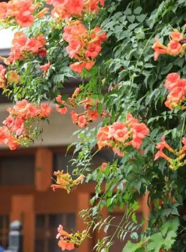 5月至7月有哪些花开,6月有哪些花开