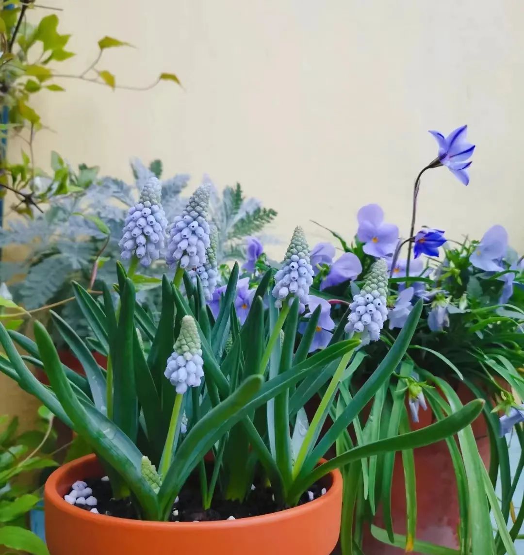 球根类花卉有哪些比较好养,有哪些好看的球根花卉盆栽