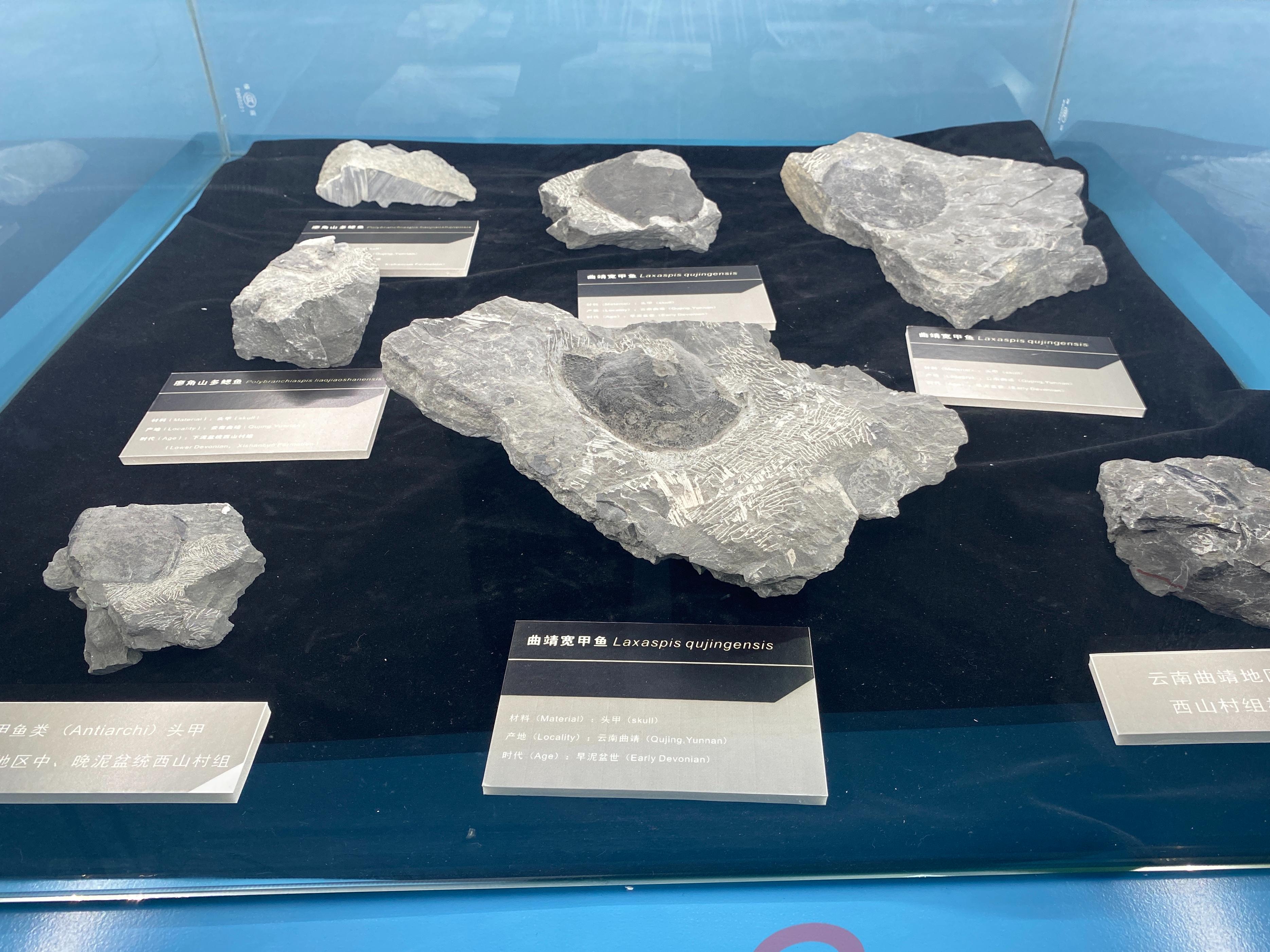 云南5亿年前鱼化石,中国远古鱼类化石