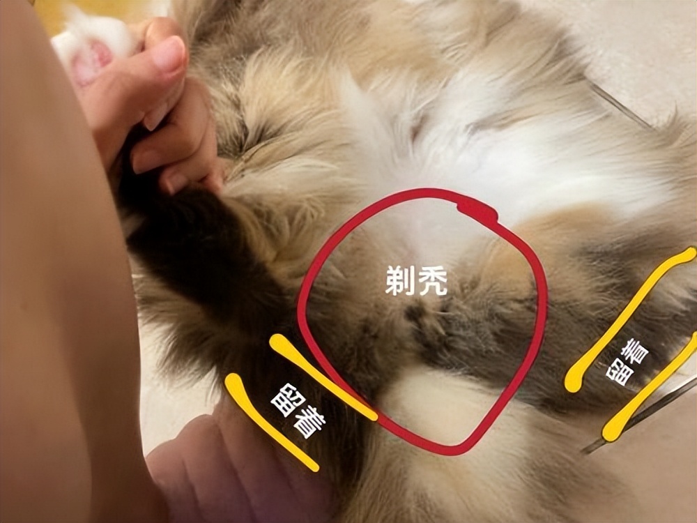 猫大便粘在毛上怎么解决,猫拉屎粘在地上怎么清理