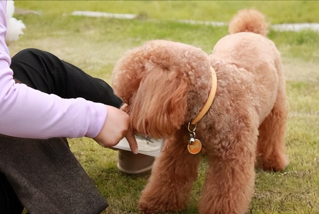 泰迪到底能不能养,为什么说泰迪很不好养呢