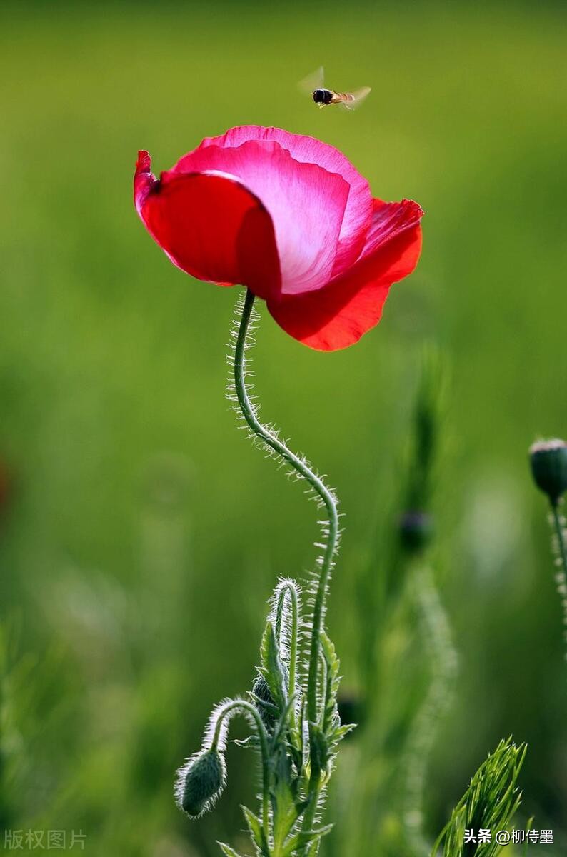 手机拍摄花朵的摄影技巧,拍照技术技巧花朵