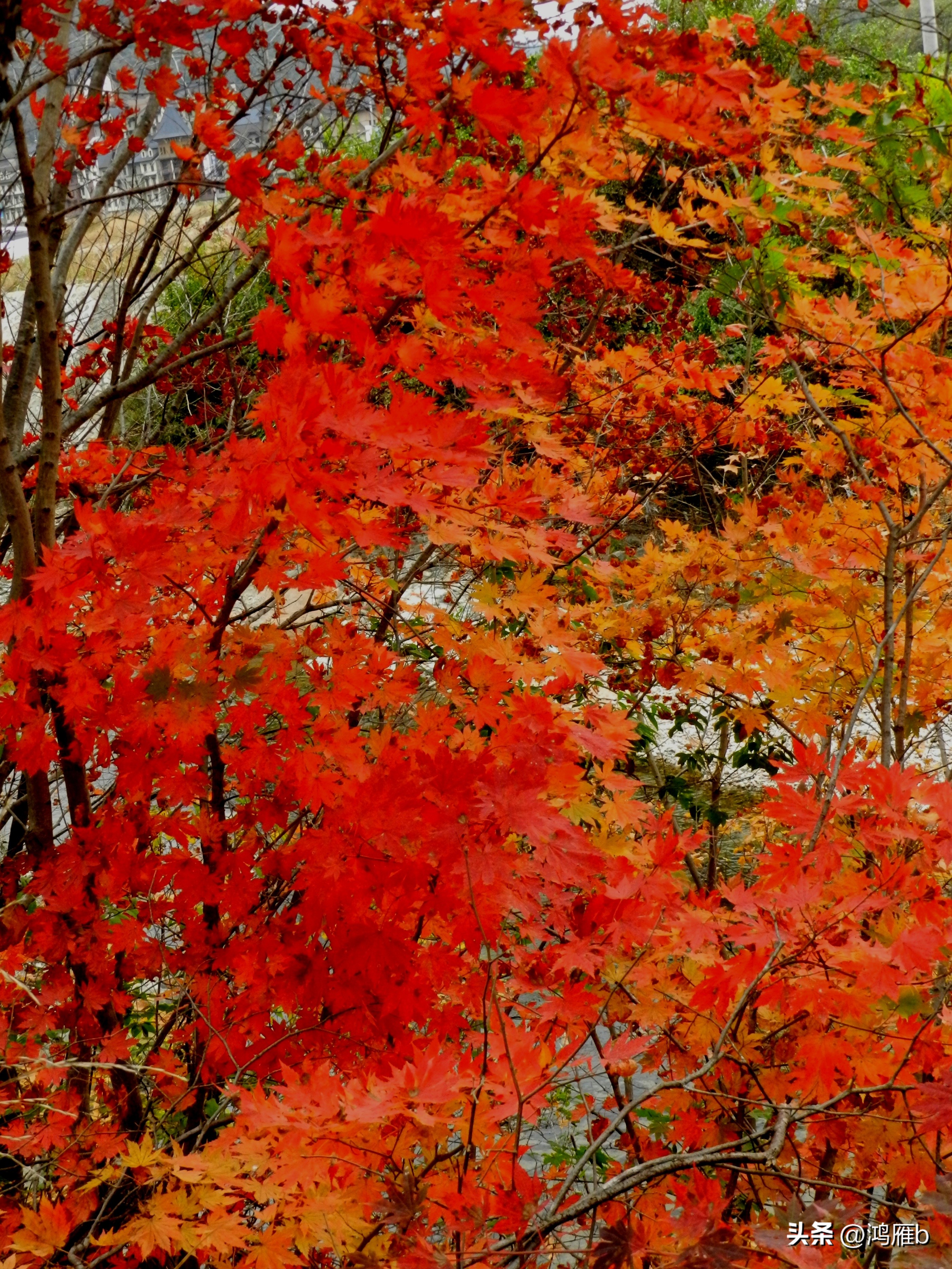 本溪温泉汤沟门票价格,本溪花溪沐枫雪温泉小镇