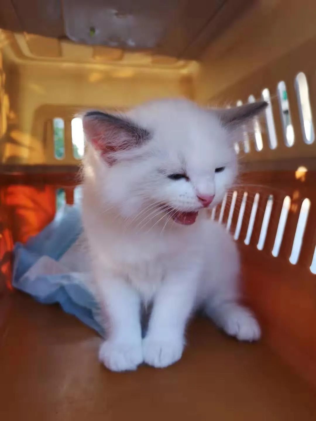 汤圆布偶猫,最好看的布偶猫汤圆