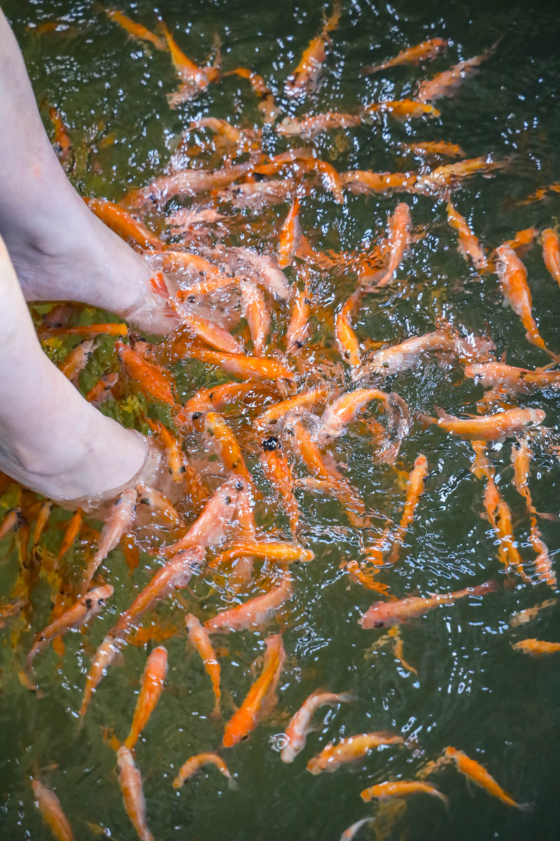 斯里兰卡旅游攻略必去景点,斯里兰卡旅游攻略最佳时间