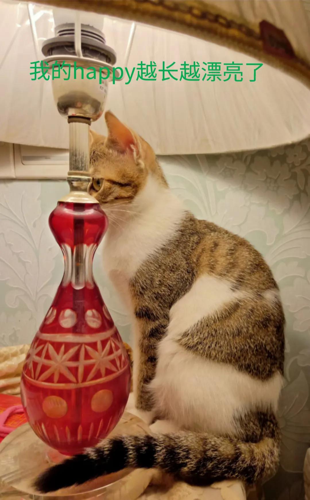 happy鎴戠殑濂冲鎻掓洸,浣爃appy鎴戜篃happy