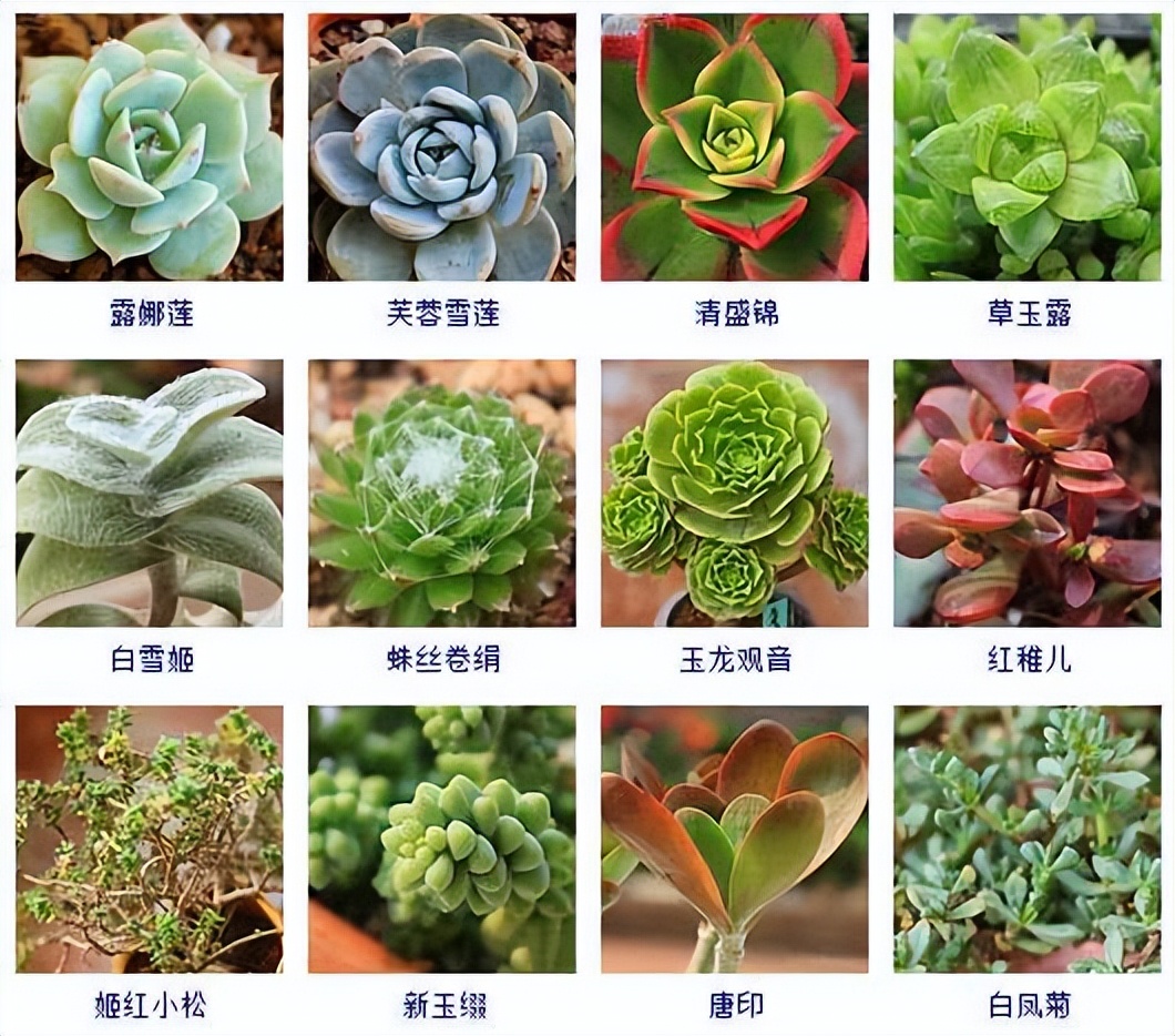 超全的100种常见多肉植物图谱,几种常见多肉植物的超详细介绍