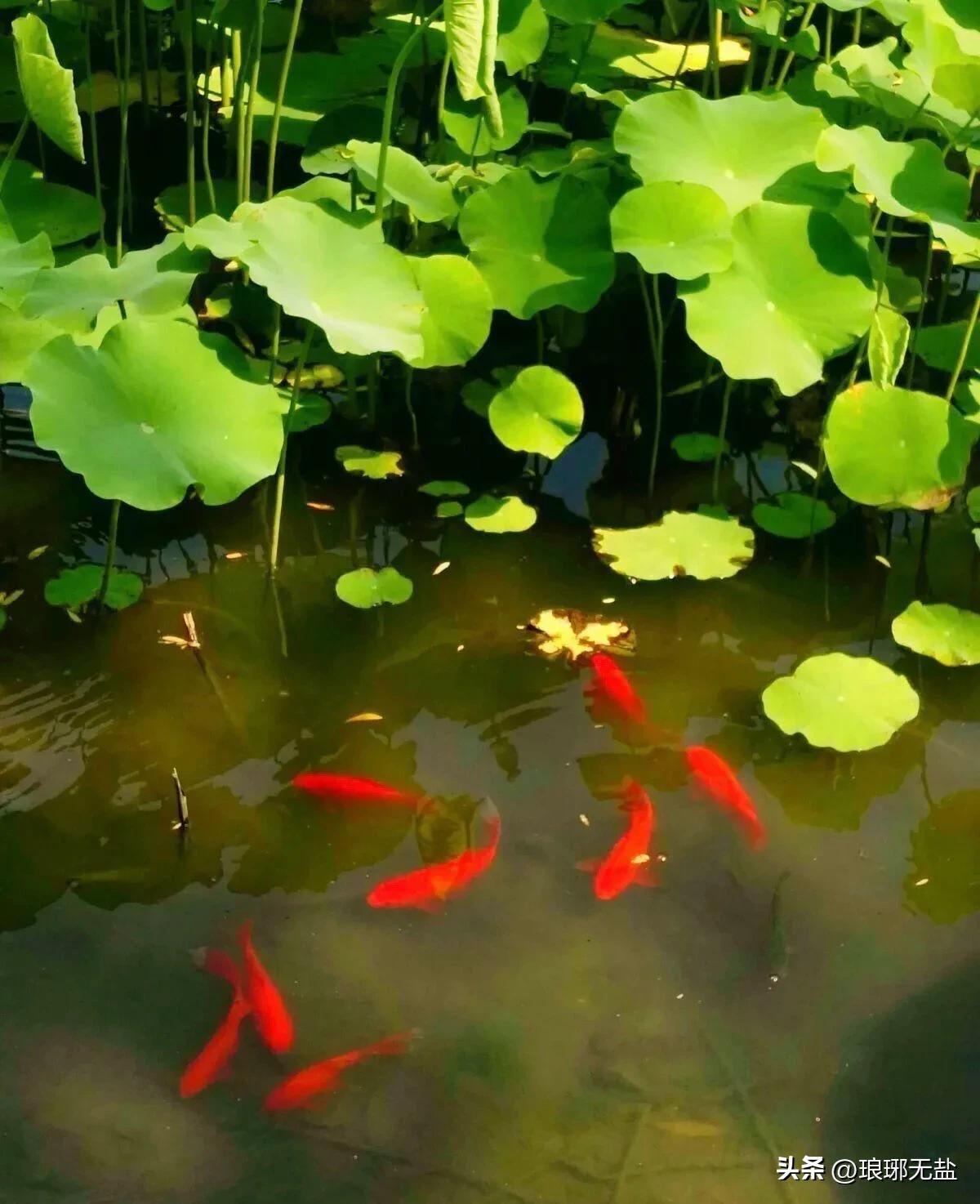 莲的经典古诗名句,关于莲的古诗词名句